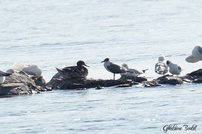 Mouette de Franklin (Franklin's Gull)