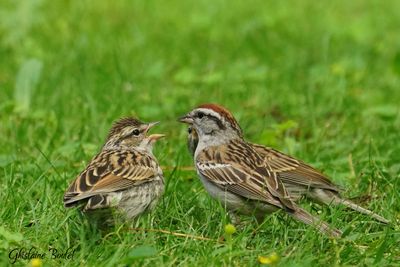 Bruant familier (Chipping Sparrow)