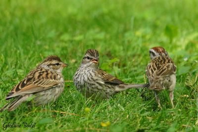 Bruant familier (Chipping Sparrow)