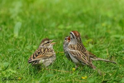 Bruant familier (Chipping Sparrow)