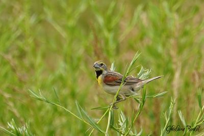Dickcissel d'Amrique (Dickcissel)