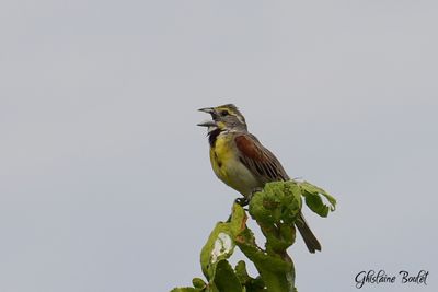 Dickcissel d'Amrique (Dickcissel)