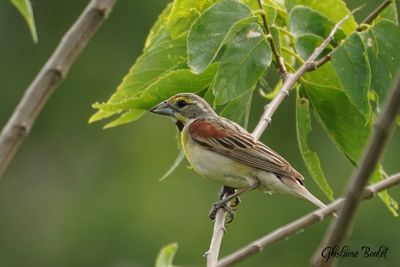 Dickcissel d'Amrique (Dickcissel)