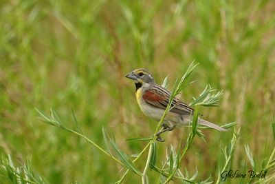 Dickcissel d'Amrique (Dickcissel)