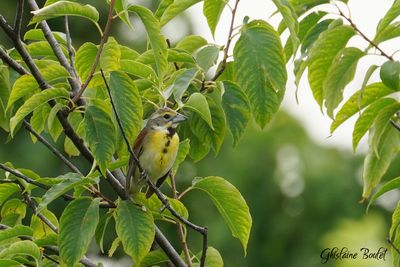 Dickcissel d'Amérique (Dickcissel)