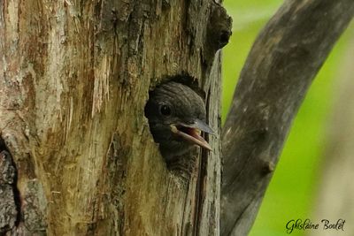 Pic maculé (Yellow-bellied Sapsucker)