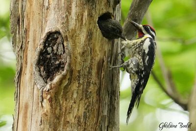 Pic maculé (Yellow-bellied Sapsucker)