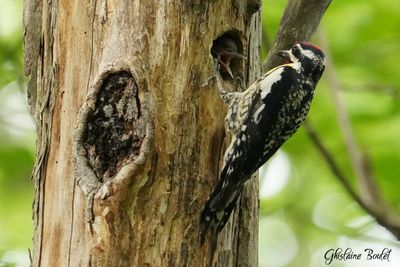 Pic maculé (Yellow-bellied Sapsucker)