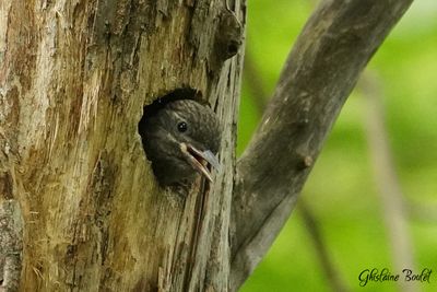 Pic maculé (Yellow-bellied Sapsucker)