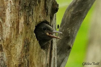 Pic maculé (Yellow-bellied Sapsucker)