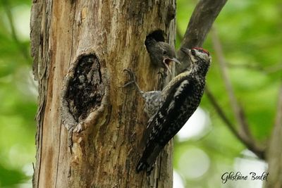 Pic maculé (Yellow-bellied Sapsucker)