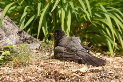 Merle d'Amrique (American Robin)