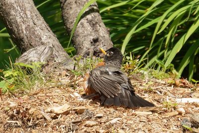 Merle d'Amérique (American Robin)