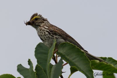 Bruant des prs (Savannah Sparrow)