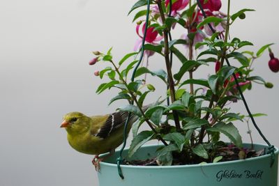 Chardonneret jaune (American Goldfinch)
