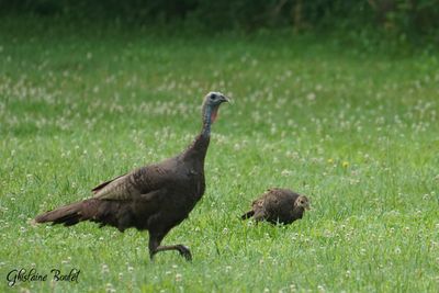 Dindon sauvage (Wild Turkey)