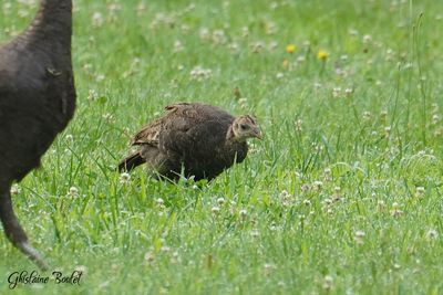 Dindon sauvage (Wild Turkey)
