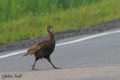 Dindon sauvage (Wild Turkey)