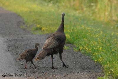 Dindon sauvage (Wild Turkey)