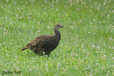 Dindon sauvage (Wild Turkey)