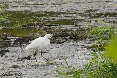 Aigrette neigeuse (Snowy Egret)