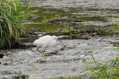 Aigrette neigeuse (Snowy Egret)