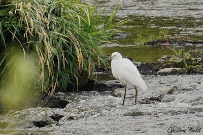 Aigrette neigeuse (Snowy Egret)