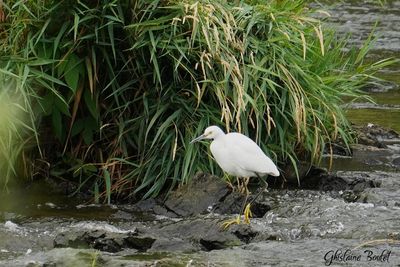 Aigrette neigeuse (Snowy Egret)