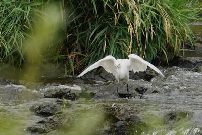 Aigrette neigeuse (Snowy Egret)