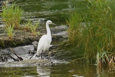 Aigrette neigeuse (Snowy Egret)
