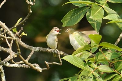 Viréo aux yeux rouges (Red-eyed Vireo)
