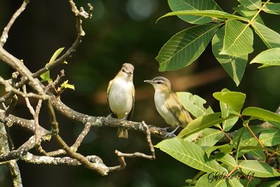 Viro aux yeux rouges (Red-eyed Vireo)