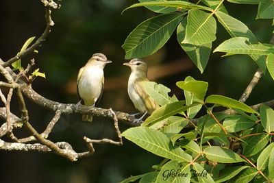 Viréo aux yeux rouges (Red-eyed Vireo)