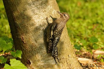 Pic macul (Yellow-bellied Sapsucker)