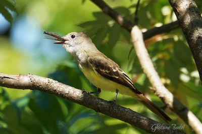 Tyran hupp (Great Crested Flycatcher)