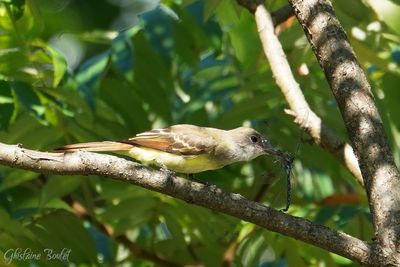 Tyran hupp (Great Crested Flycatcher)