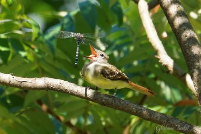 Tyran hupp (Great Crested Flycatcher)