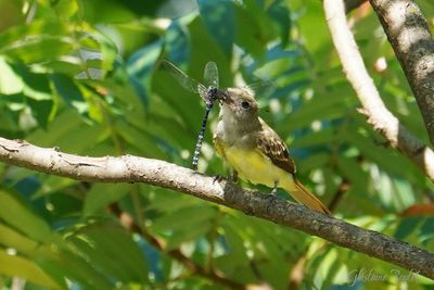 Tyran huppé (Great Crested Flycatcher)