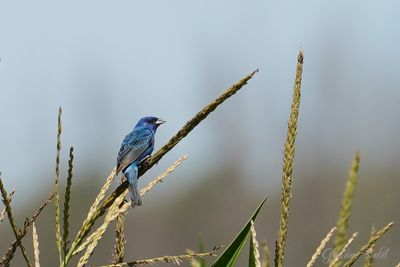 Passerin indigo (Indigo Bunting)