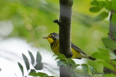 Paruline du Canada (Canada Warbler)