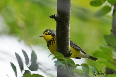 Paruline du Canada (Canada Warbler)