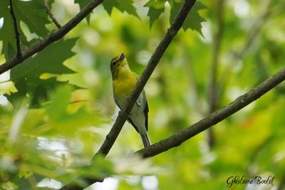 Viréo à gorge jaune (Yellow-throated Vireo)