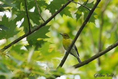 Viréo à gorge jaune (Yellow-throated Vireo)