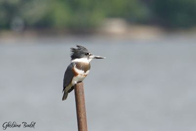 Martin pêcheur d'Amérique (Belted Kingfisher)