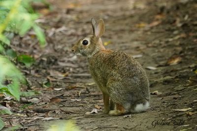 Animaux - Animals