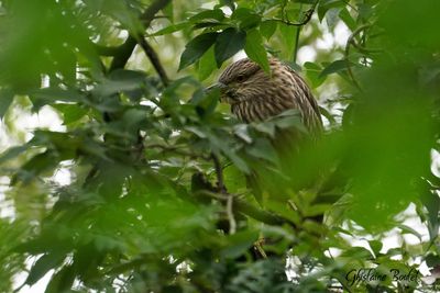 Bihoreau gris (Black-crowned Night-Heron)