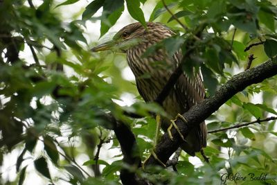 Bihoreau gris (Black-crowned Night-Heron)