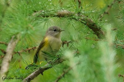 Paruline flamboyante (American Redstart)