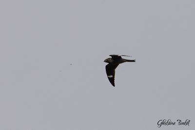 Engoulevent d'Amérique (Common Nighthawk)