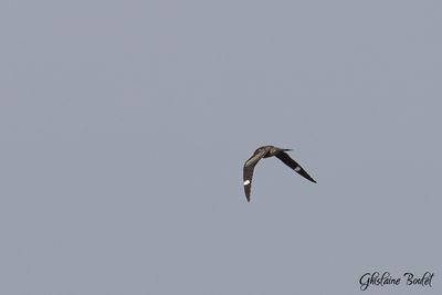 Engoulevent d'Amérique (Common Nighthawk)